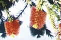 Callistemon 'Rocky Rambler'