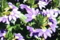 Scaevola aemula picture