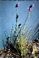 Sowerbaea juncea