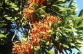 Stenocarpus sinuatus