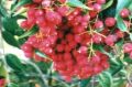 Syzygium luehmannii picture