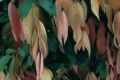 Syz~ cryptophlebium