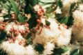 Syz~ paniculatum
