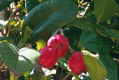 Syzygium moorei