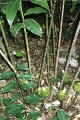  Tapeinocheilos ananassae