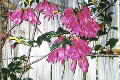 Tecomanthe hilli 