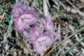 Thysanotus tuberosus