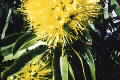 Xanthostemon chrystanthus
