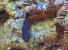 blenny