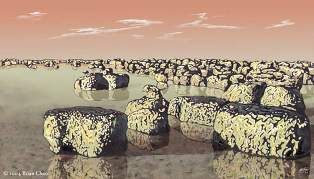 stromatolite