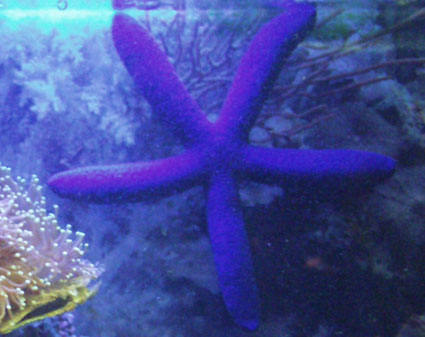starfish