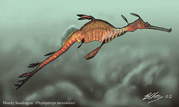 seadragon