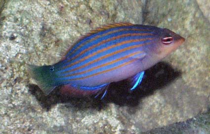 wrasse