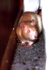 Frimmy, aka Badrat