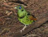Satin Bower Bird