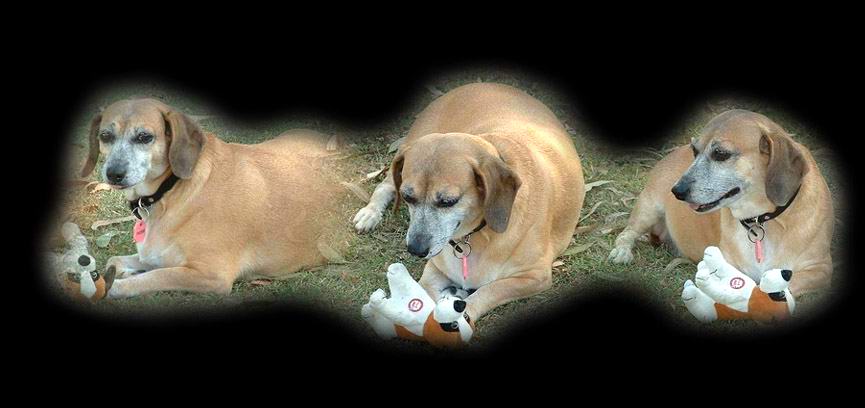everybody needs a Pet
