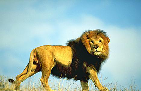 lion