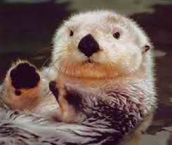 Sea Otter