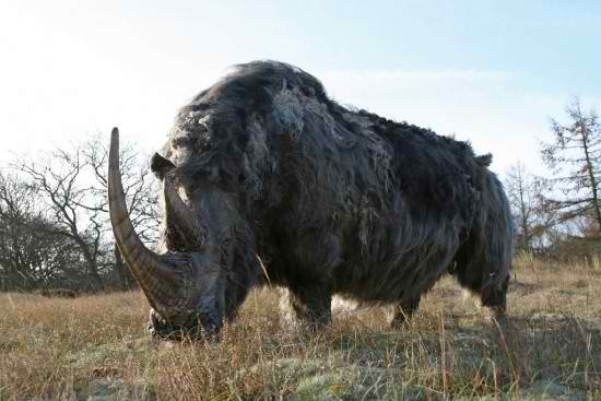 Woolly
