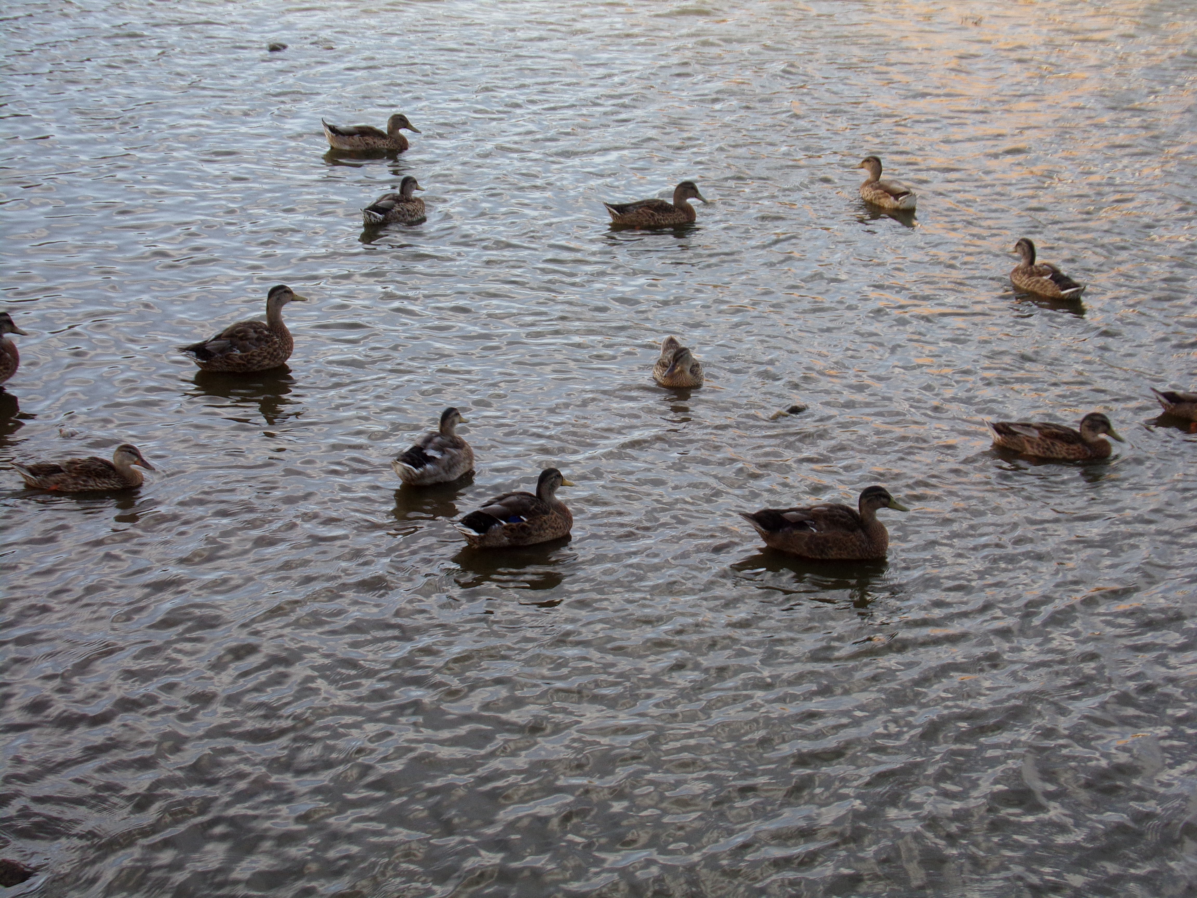 ducks