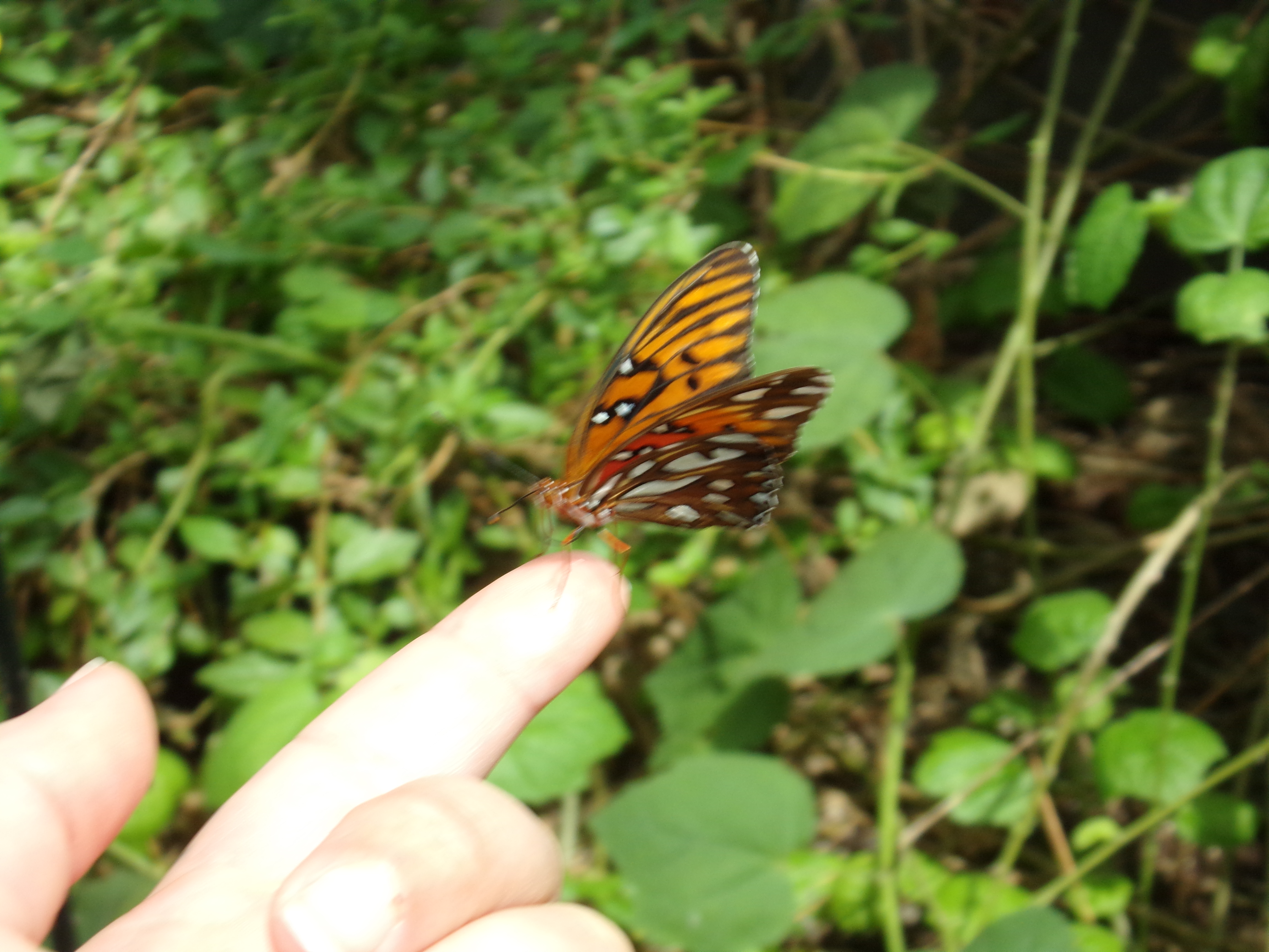 butterfly