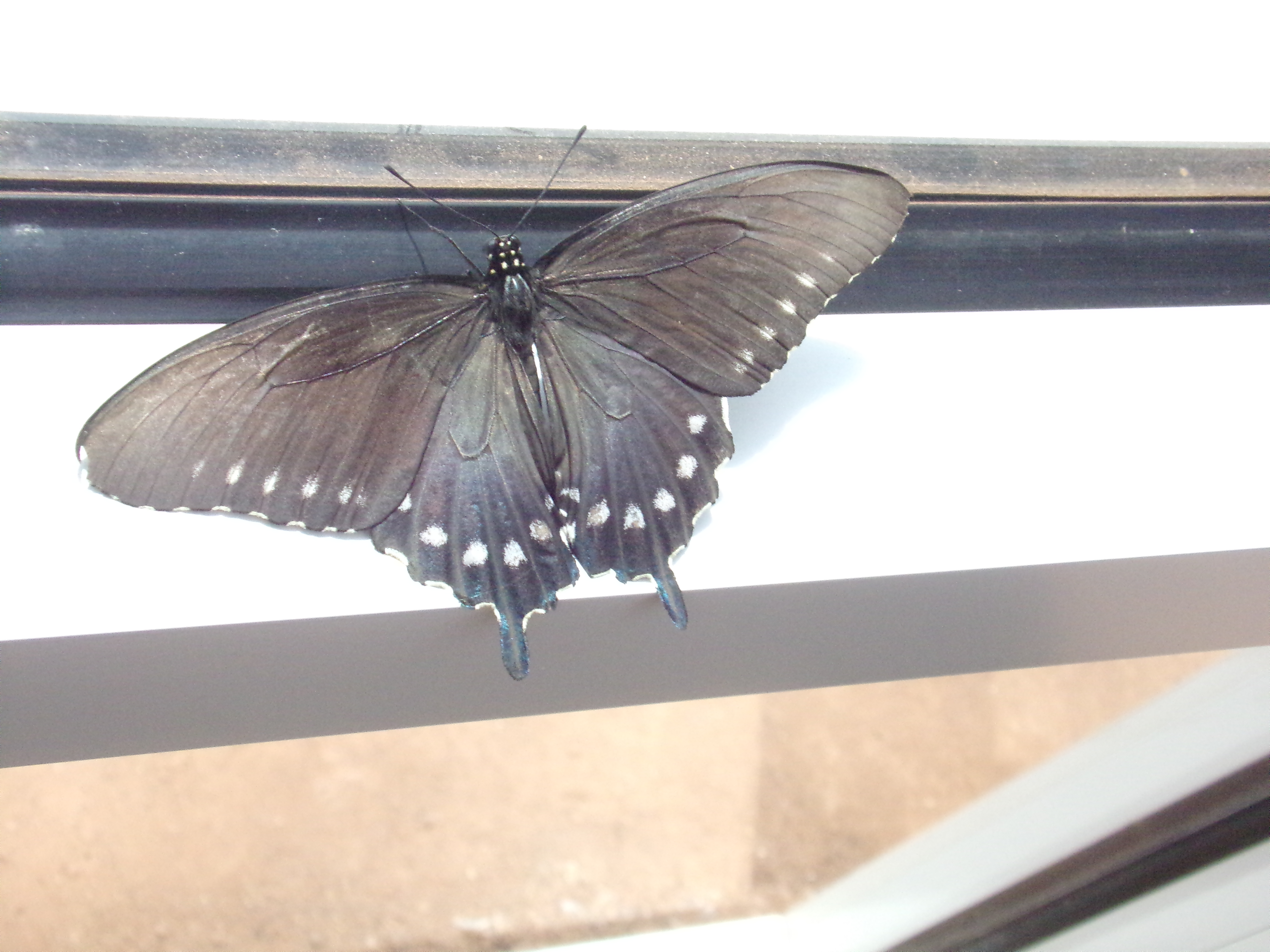 butterfly