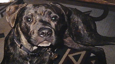 Mrs. Hudson's dog