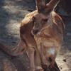 A Kangaroo