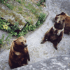 The Bears in Bern