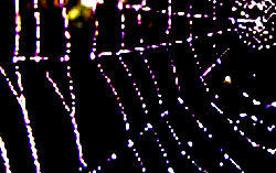 Spider web