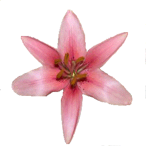 pink flower