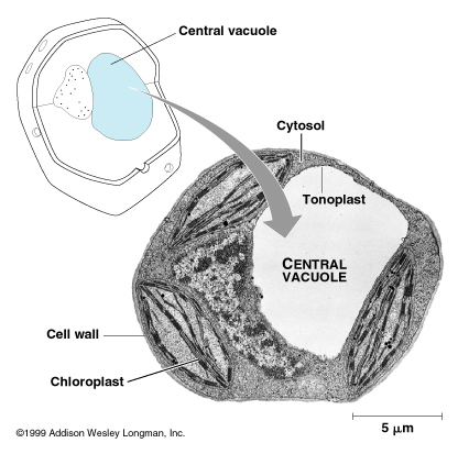 แวคิวโอล (Vacuole) | plant cell (เซลล์พืช)