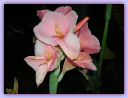 DSCN0552.JPG