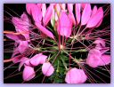 DSCN0553.JPG