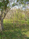 forest.JPG (199640 bytes)