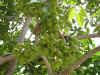 greensam.JPG (116911 bytes)
