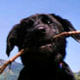 Max the monkey-bellied wonderdog