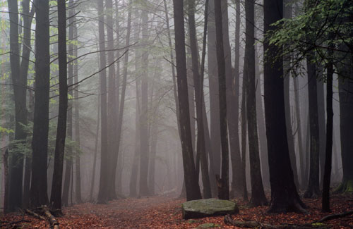 Cooks Forest, PA