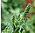 ragweed
