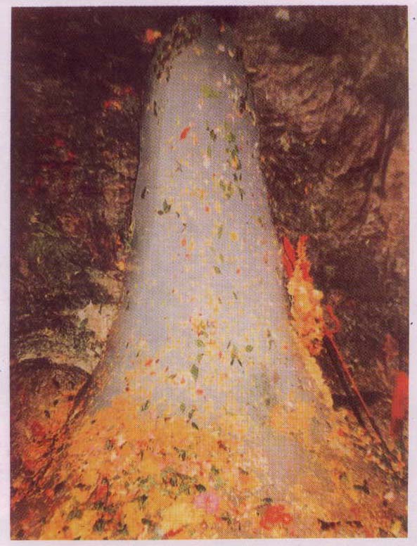 God Lord amarnAth - ice lingam