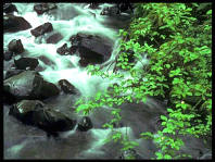 Brook