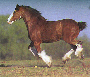 Clydesdale