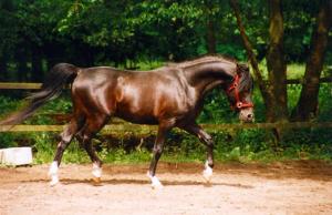 Een zeldzame kleur bij de Shagya arabier, de meeste zijn schimmel