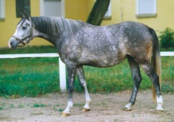 Op deze foto zijn de mooie verhoudingen (behalve de dikke buik) van de Shagya Arabier erg duidelijk