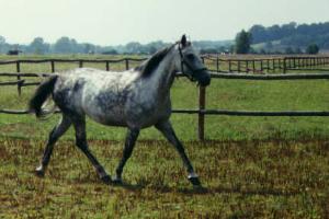 De Shagya heeft er geen problemen mee om in de zomer wat langer op de wei te lopen