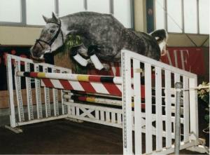 Vaak is een Shagya Arabier een prima springer