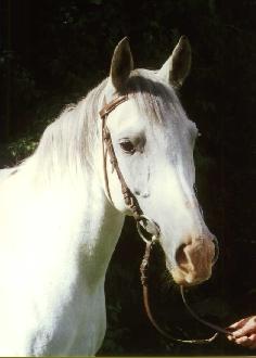 Een hoofd dat typisch is voor dit ras