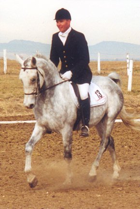 ook in de dressuur staat de Shagya arabier zijn mannetje