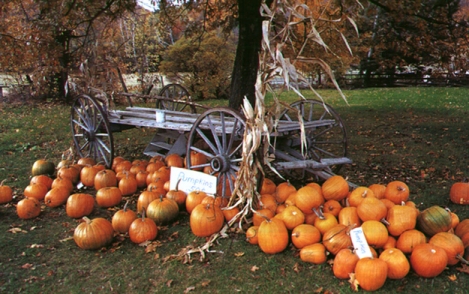 pumpkins