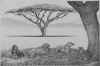 Dominguez ACACIA.jpg (58457 bytes)